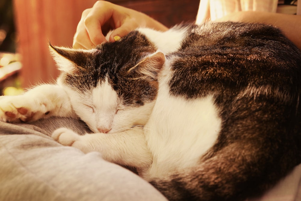 8 überraschende Arten Wie Deine Katze Dir Ihre Liebe Zeigt 0265